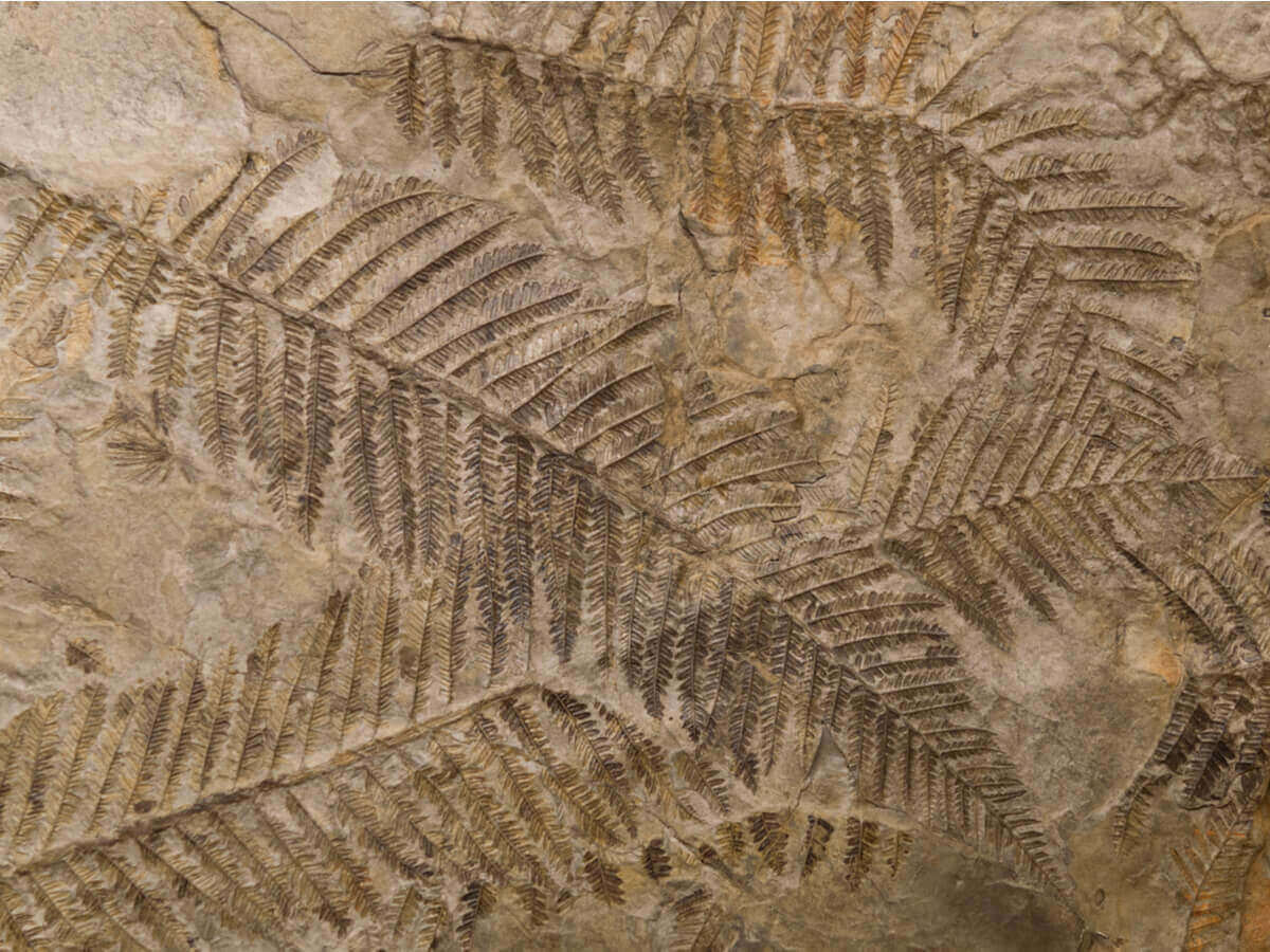 hayvan fosili