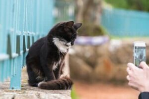 Evcil Hayvan Fotoğrafları: Sabit Durmalarını Sağlamak