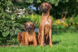 Rhodesian Ridgeback: Cesur Bir Köpek