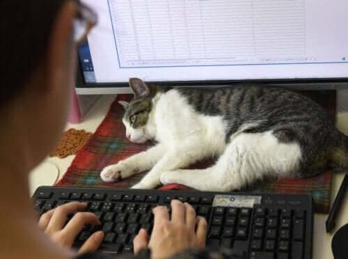 İş Yerinde Kediler: Japonya'da Kediler İşe Başlıyor