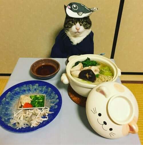 poz veren kedi maro