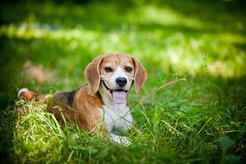 Köpek ırklarının sıcaklar ile ilişkisi.
