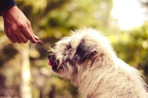 Köpek Hırsızlığını Önlemek İçin 10 Öneri