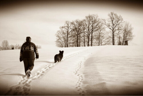 karda sahibiyle yürüyen köpek