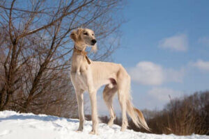 Karda bir Saluki