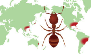 Biyolojik Çeşitlilik Dağılım Haritası Nedir?