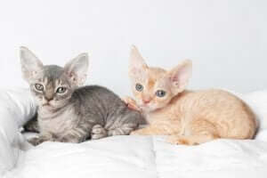 Yalnız Kalmaktan Hoşlanmayan Kedi: Devon Rex