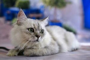 Kedi Patileri Hakkında 6 Harika Gerçek