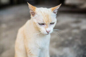 Yaşlı Kedilerde Kronik Böbrek Rahatsızlığı: Bilmeniz Gerekenler