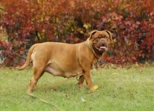 Dişi Köpekler: Kızgınlık, Hamilelik ve Doğum Dönemleri