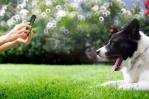 Kameraya gülen köpek