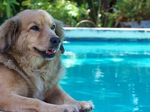 Köpeğinizi Havuza Götürmek İçin İpuçları