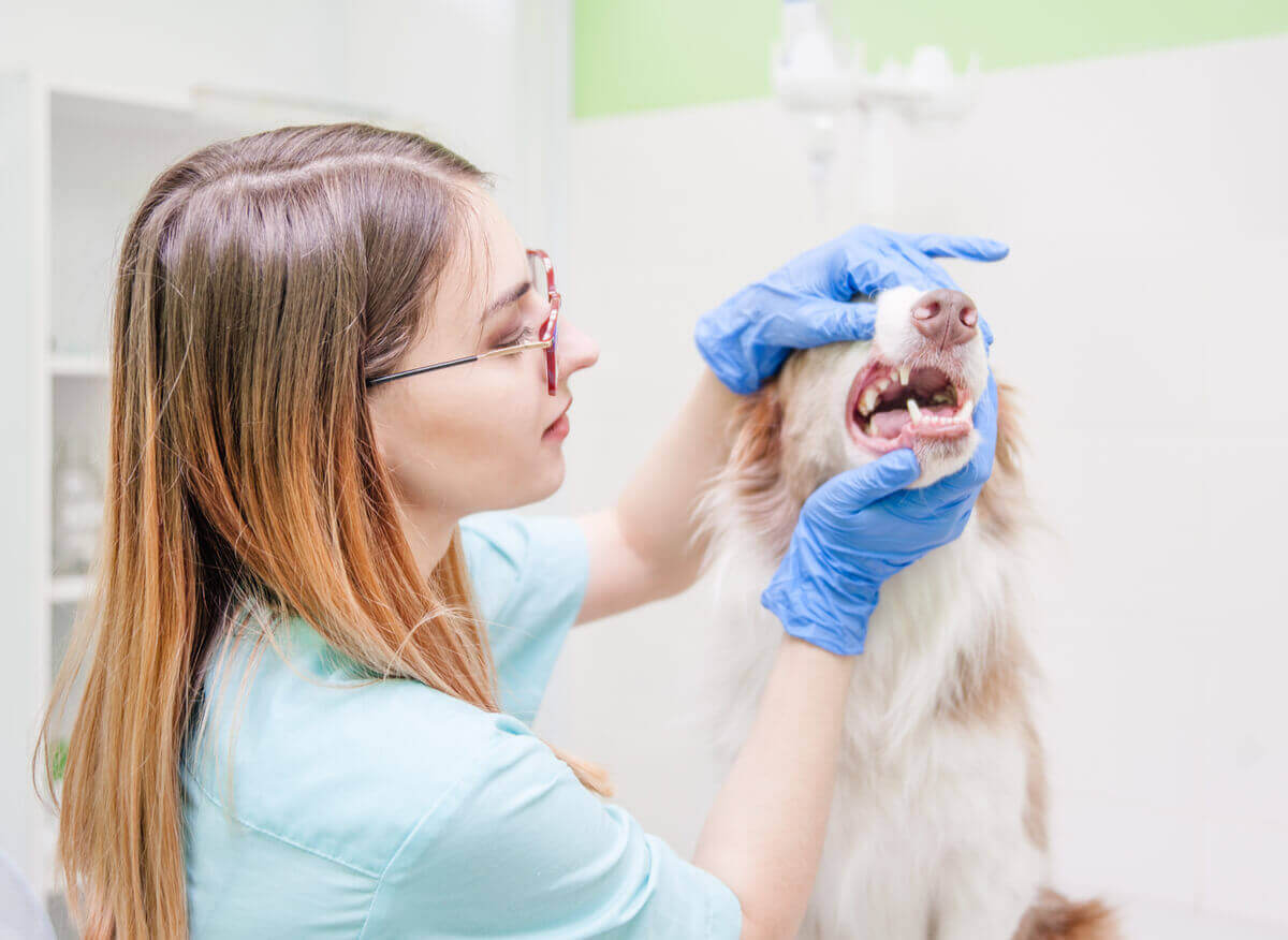 köpeğin ağzına bakan veteriner