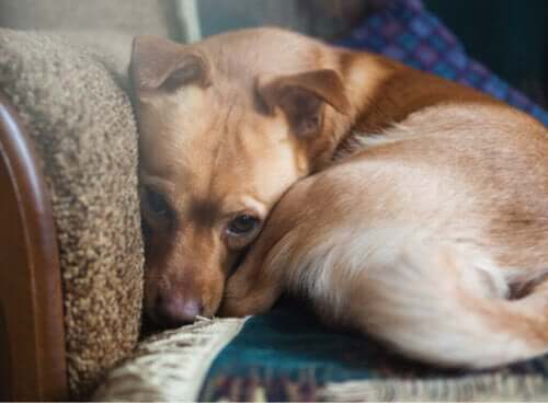 Köpeklerin % 72'sinden Fazlası Anksiyete Yaşıyor