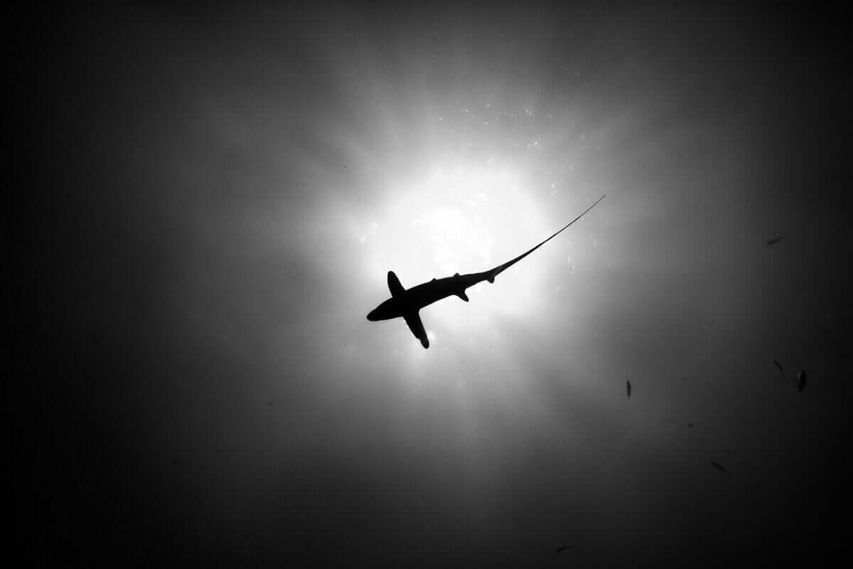 Dikenli köpek balığı tepesinde güneş parıldaması