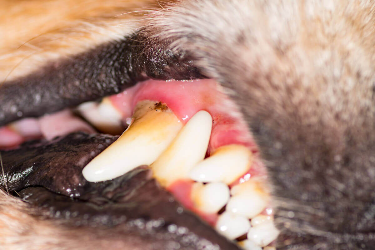 köpek dişleri