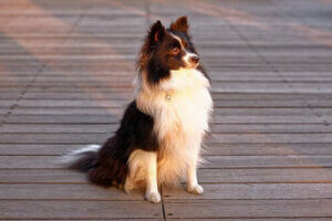 Köpeklerde Kepek: Sebepleri ve Tedavisi