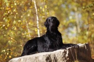 Köpekler ve Büyücülük: Kısa Tarihi