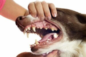 Köpeklerde Tartar: 6 Sonucu