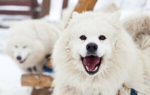 Amazon 10 Yıla Köpeklerle Konuşabileceğimizi Söylüyor
