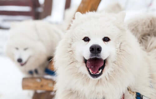 Amazon 10 Yıla Köpeklerle Konuşabileceğimizi Söylüyor