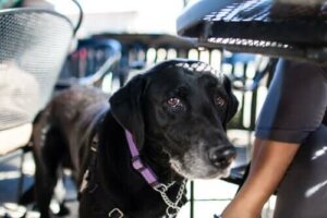 Köpeğinizle Uçak Yolculuğu: Seyahat Önerileri