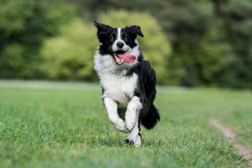 En Kaygılı Köpek Türleri Hangileridir?