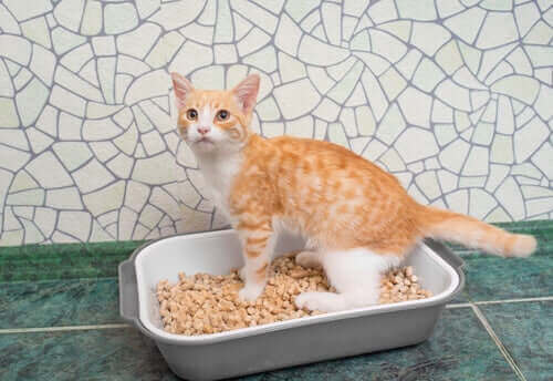 Tuvaletini yapan kedi
