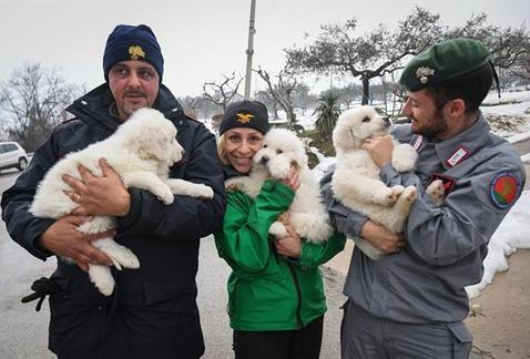 İtalyan kurtarıcılar üç yavru köpeği hayata döndürdüler.