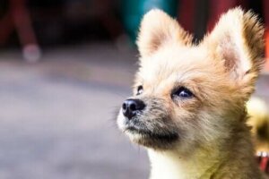 Köpeklerde Diyabet: Risk Faktörleri ve Semptomları