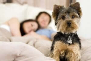 köpeğinizin iyi uyumama sebepleri