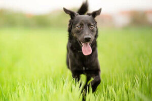 Kırma Köpekler Neden Benzersizdir?