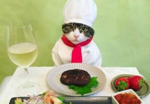 Ünlü Kedi Maro ve Instagram Hesabı