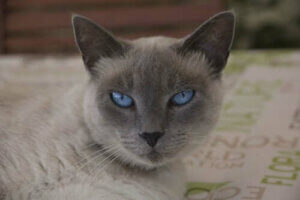 Mavi gözlü bir kedi