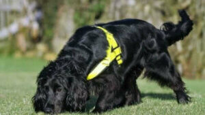 Molly ile Tanışın: Kurtarma Köpeği ve Kedi Dedektifi