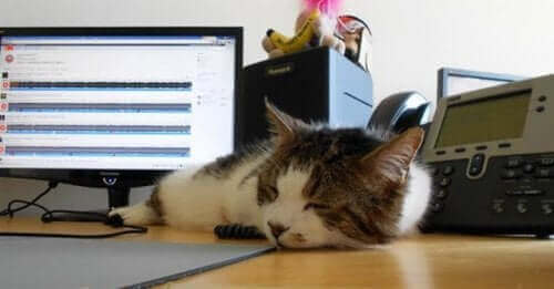 İş yerinde kedi bulundurmak kaygı ve stresi azaltıyor.