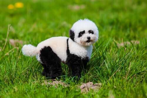 Panda Köpekler: Bilmek İstediğiniz Her Şey
