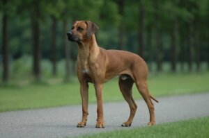 Parkta duran bir Rhodesian Ridgeback