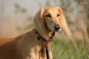 Saluki köpeği