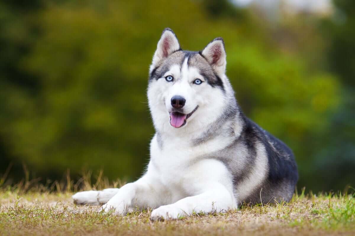 Mavi gözlü kurt köpeği