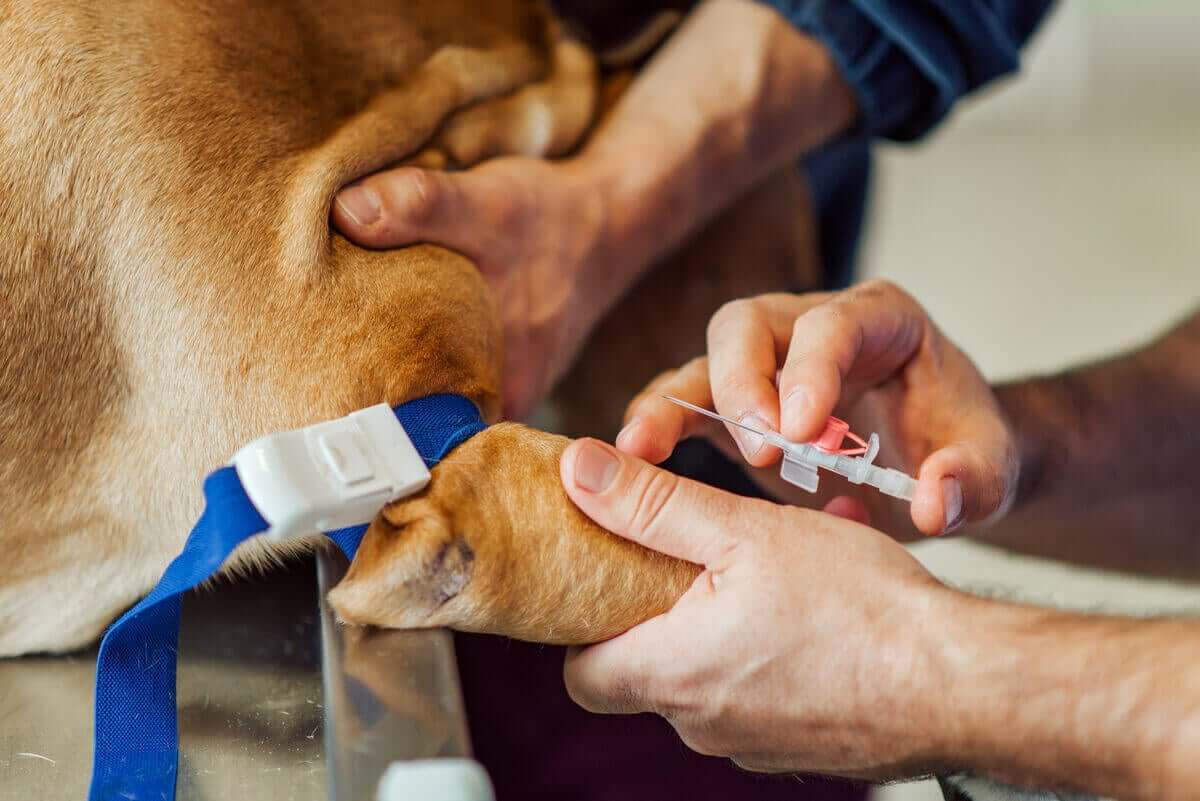 Kateter takmak için köpeğin bacağını tutan doktor