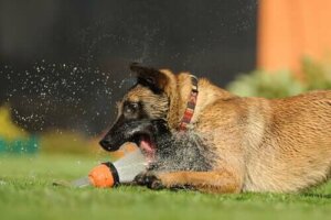 Sıcak İklimler İçin En İyi Köpek Irkları
