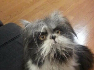 Twitter Dünyasında Garip Bir Hayvan: Köpek mi Kedi mi?