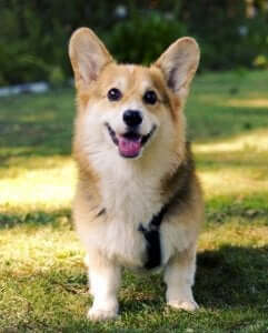 welsh corgi