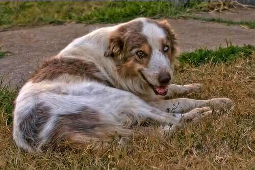 Köpeklerde Kireçlenme Belirtileri ve Tedavisi