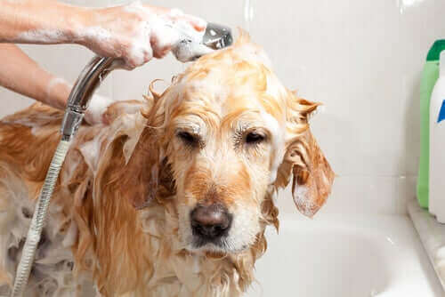 Şampuanla sahibi tarafından küvette yıkanan köpek