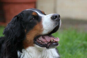 Pasif İçicilik Köpeğiniz İçin Zararlı