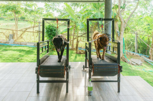 yürüyüş bandında köpekler