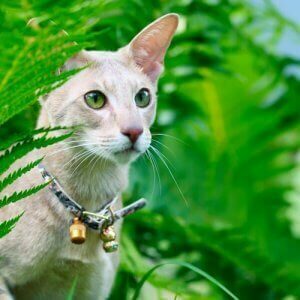 zilli tasmalar - zilli tasma takan bir kedi.