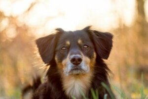 Köpekler: başarılı bir şekilde çiftleştirmenin ipuçları